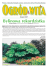 Nr 12. Sierpień 2007 - Ogród Botaniczny Uniwersytetu Wrocławskiego Nr 12. Sierpień 2007 - Ogród Botaniczny Uniwersytetu Wrocławskiego