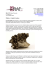 Maitake - Grigola Frondoza - Oxycell Maitake - Grigola Frondoza - Oxycell