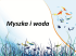 Myszka i woda Myszka i woda
