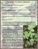 Gatunek: Marsilea quadrifolia (Marsylia czterolistna) Rodzina Gatunek: Marsilea quadrifolia (Marsylia czterolistna) Rodzina