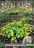 Rdestowce w środowisku Wrocławia