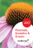 Perennials Catalogue 2017