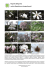 (Magnolia) rodzina Magnoliaceae - Miejski Ogród Botaniczny w